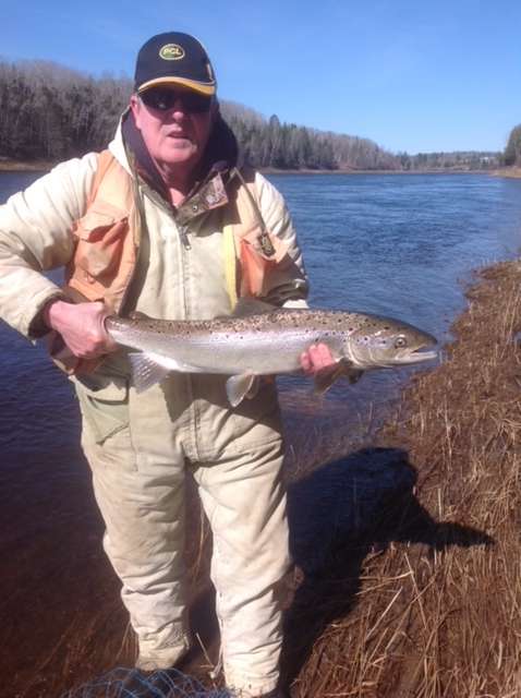 Miramichi Atlantic Salmon